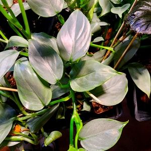 Philodendron Silver Sword
